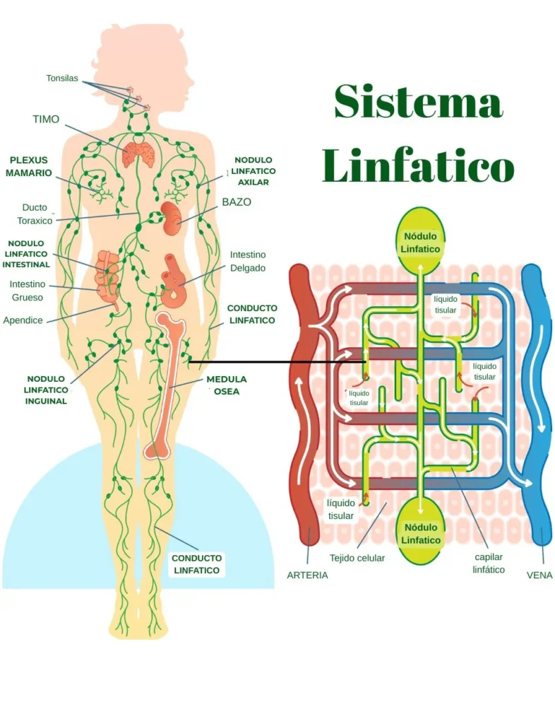 🌿Drenaje Linfático: Todo lo que necesitas sobre sus beneficios y porque 7 sitema linfatico