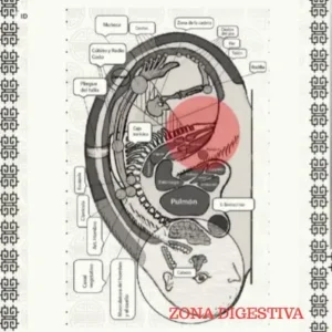 ZONA DIGESTIVA